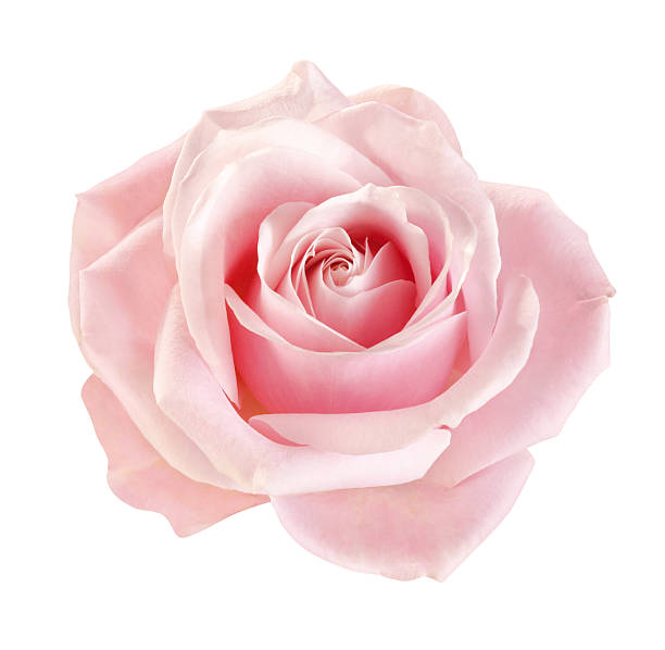 May Rose Hydrosol