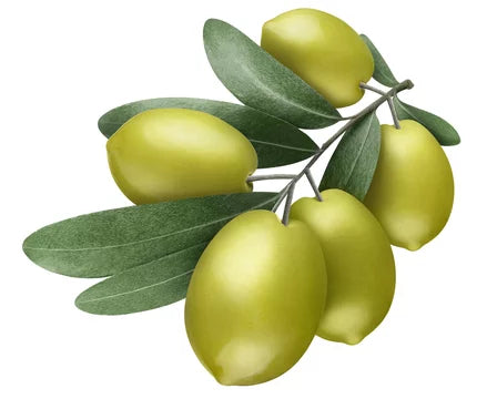 Olive Vegetable Squalane