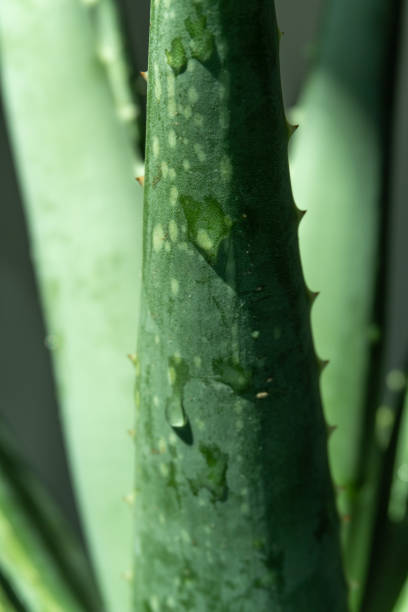 Poudre Aloe Vera 200x