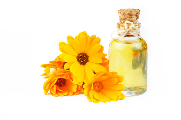 Oily Calendula Macerate