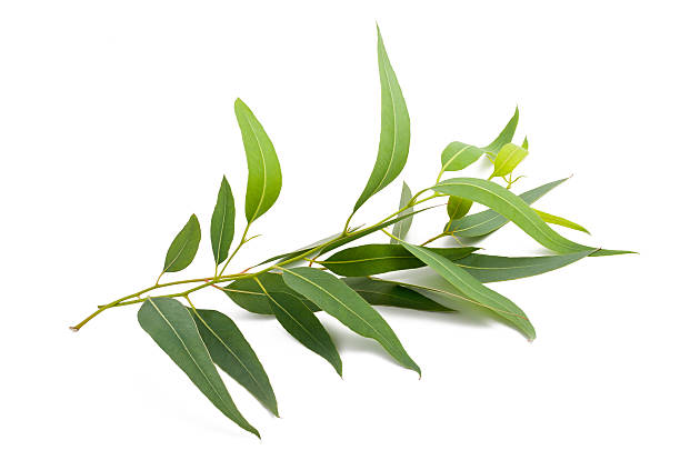 Eucalyptus (Globulus) Essential Oil