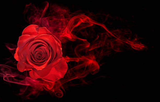 Fragrance Dark Rose and Labdanum