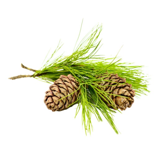 Cedarwood Essential Oil (Atlas)