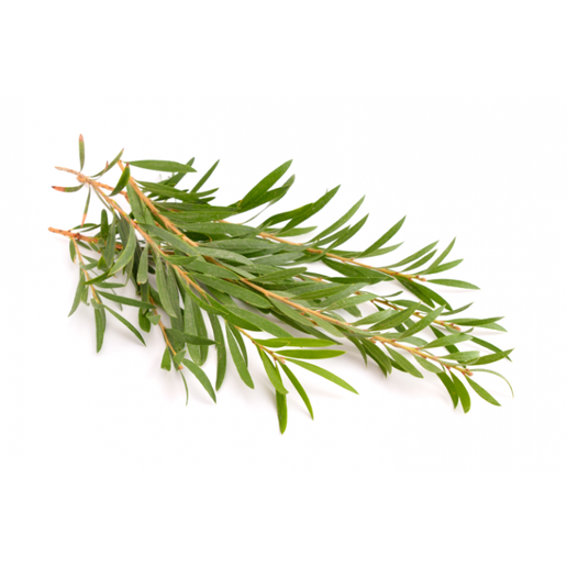 Tea Tree Essential Oil